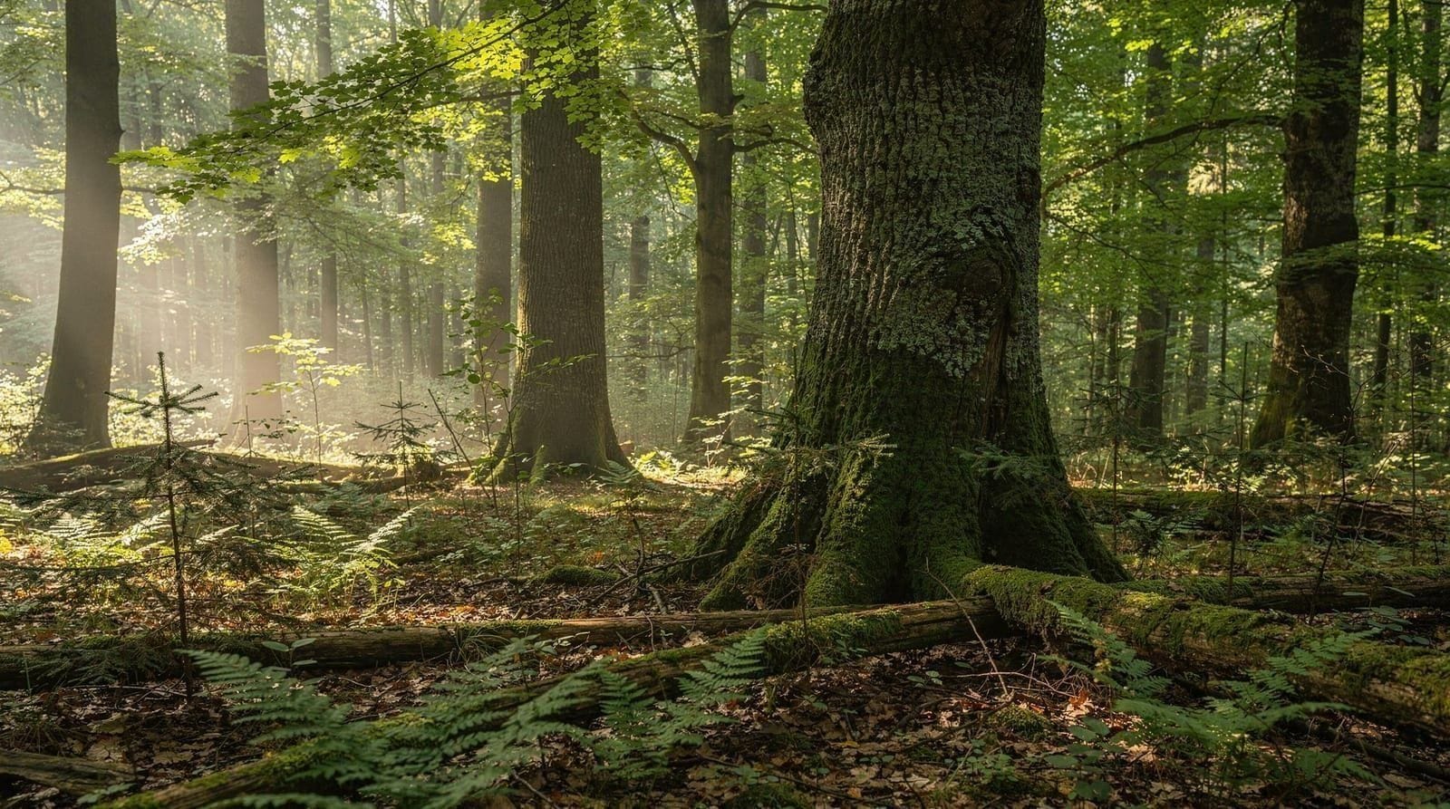 Białowieża National Park from Warsaw: Europe's Last Primeval Forest