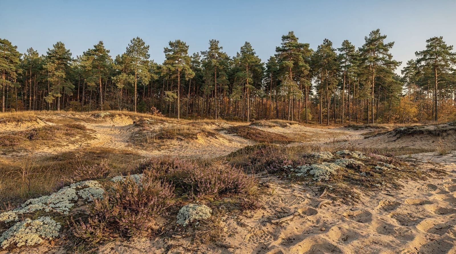 Kampinos National Park: Nature Day Trip from Warsaw